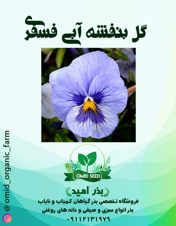 بذر گل بنفشه آبی فسفری - تصویر 1