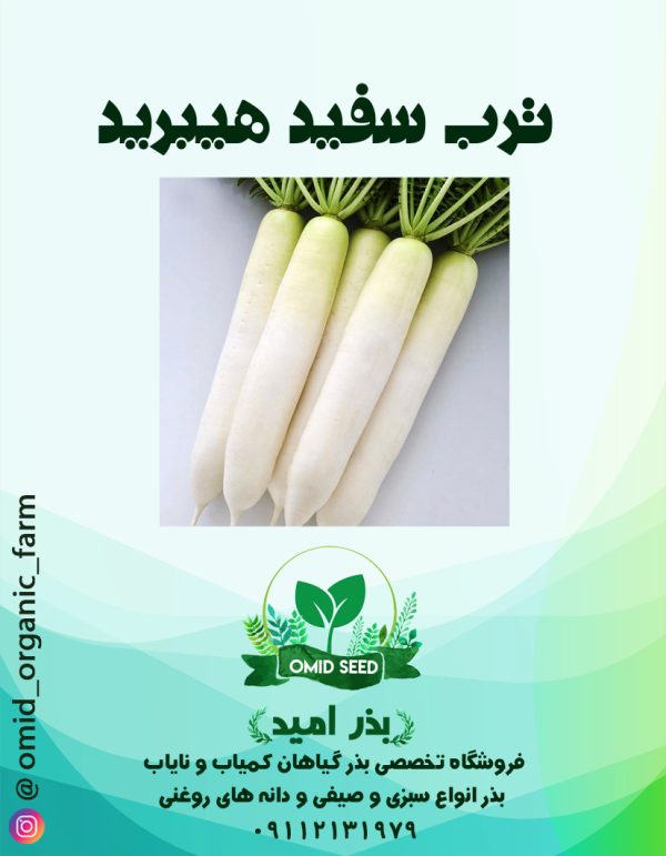 بذر ترب سفید هیبرید - تصویر 1