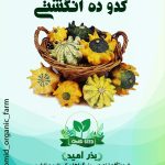 بذر کدو ده انگشتی