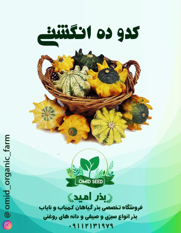 بذر کدو ده انگشتی - تصویر 1