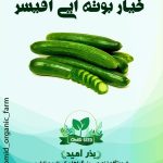 خیار قلمی آفیسر