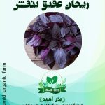 بذر ریحان ایتالیایی عقیق بنفش