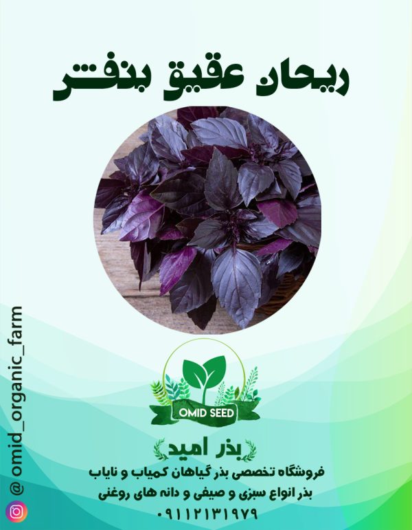 بذر ریحان ایتالیایی عقیق بنفش - تصویر 1
