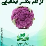بذر گل کلم بنفش استاندارد ایتالیایی