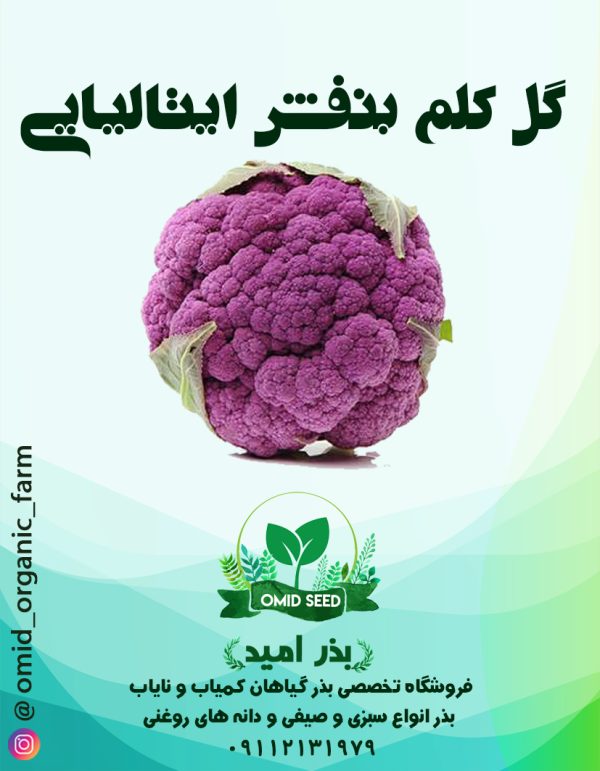بذر گل کلم بنفش استاندارد ایتالیایی - تصویر 1