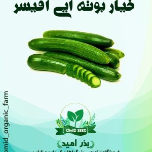 خیار قلمی آفیسر