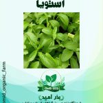 بذر استویا