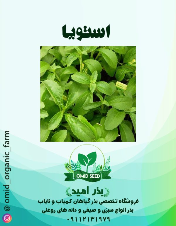 بذر استویا - تصویر 1