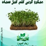 بذر میکرو گرین کلم کیل سیاه