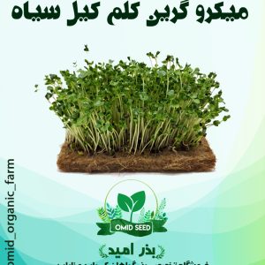 بذر میکرو گرین کلم کیل سیاه