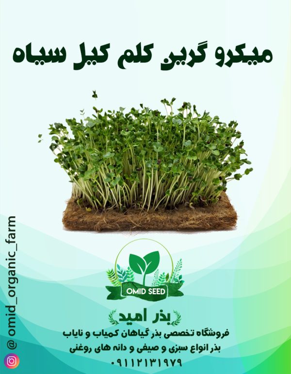 بذر میکرو گرین کلم کیل سیاه - تصویر 1
