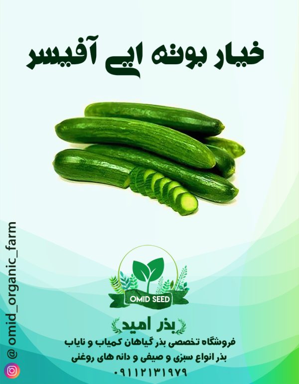 خیار قلمی آفیسر - تصویر 1