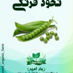 بذر نخود فرنگی اصلاح نژاد خارجی semo