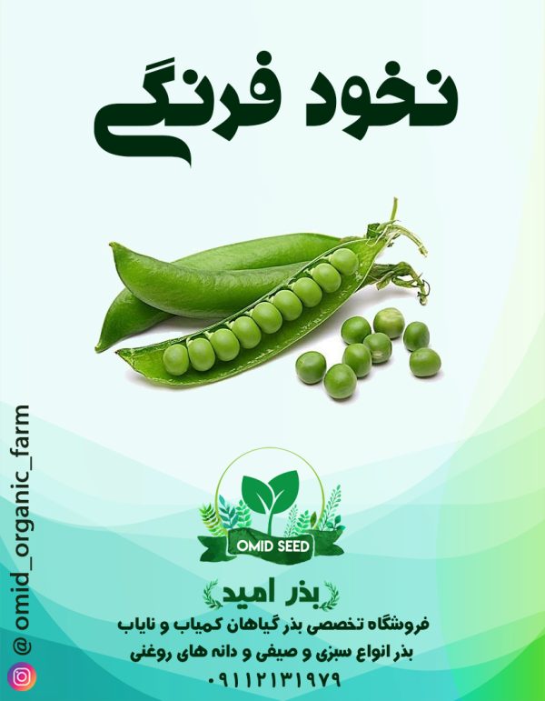 بذر نخود فرنگی پا کوتاه Wolf - تصویر 1