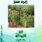 بذر زیره سبز