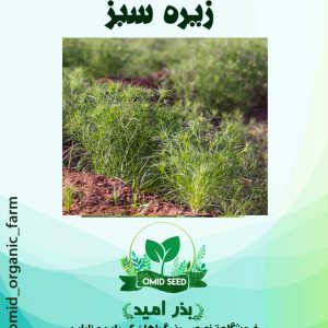 بذر زیره سبز