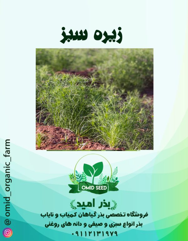 بذر زیره سبز - تصویر 1