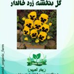بذر گل بنفشه زرد خالدار