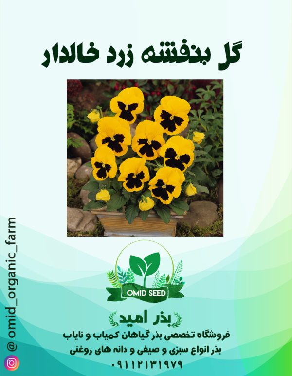 بذر گل بنفشه زرد خالدار - تصویر 1