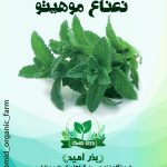 بذر نعناع موهیتو