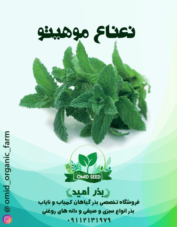 بذر نعناع موهیتو - تصویر 1