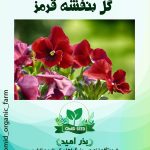 بذر گل بنفشه قرمز