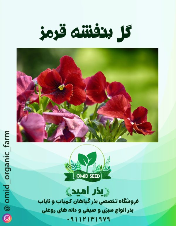 بذر گل بنفشه قرمز - تصویر 1