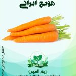 بذر هویج استاندارد زر ( ایرانی )