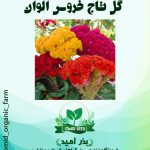 بذر گل تاج خروس الوان