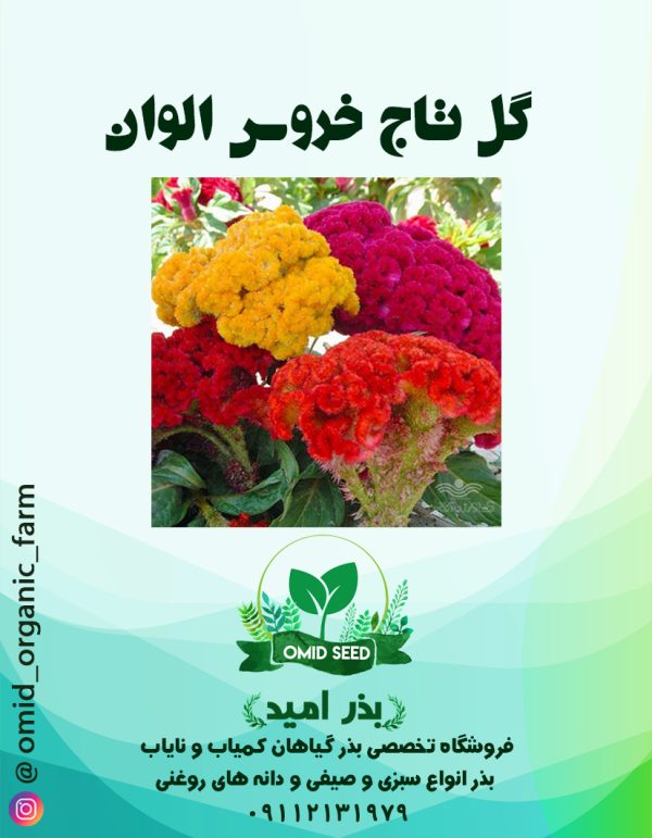 بذر گل تاج خروس الوان - تصویر 1