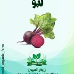 بذر لبو  ( چغندر لبویی )