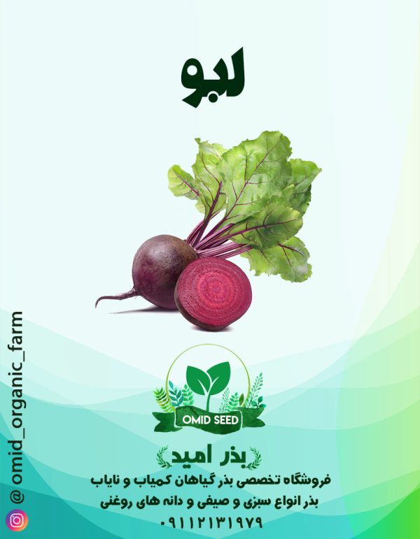 بذر لبو هلندی ( چغندر لبویی ) - تصویر 1