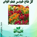 بذر گل تاج خروس چتری الوان