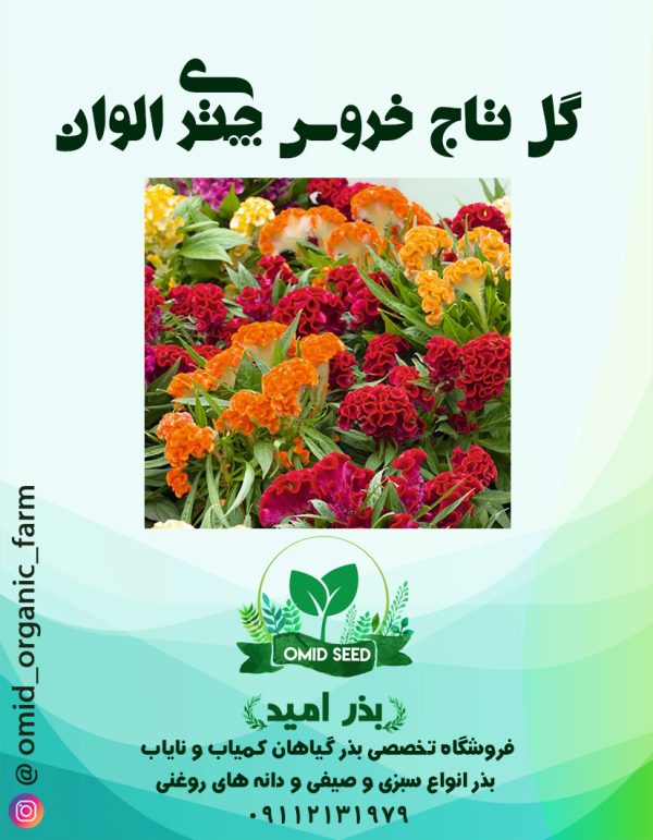 بذر گل تاج خروس چتری الوان - تصویر 1