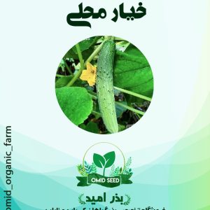 بذر خیار محلی رشتی ( درختی )