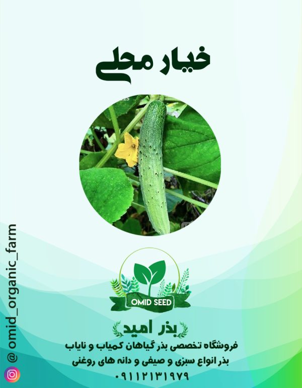 بذر خیار محلی رشتی ( درختی ) - تصویر 1