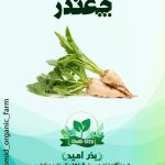 بذر چغندر سفید