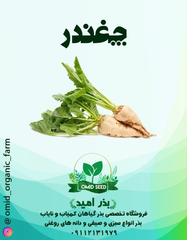 بذر چغندر سفید - تصویر 1