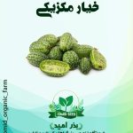 بذر خیار مکزیکی ترش