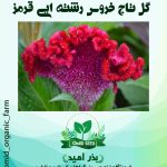 بذر گل تاج خروس قرمز رشته ایی