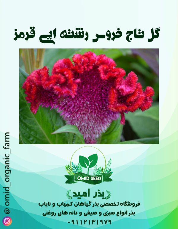 بذر گل تاج خروس قرمز رشته ایی - تصویر 1