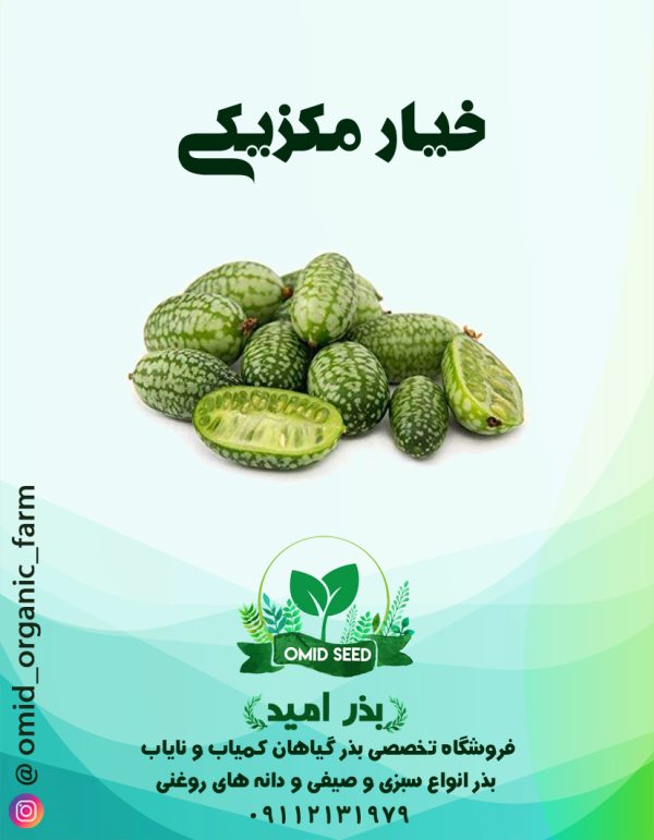 بذر خیار مکزیکی ترش - تصویر 1