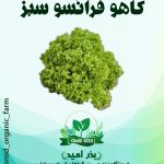بذر کاهو فرانسه سبز URJ
