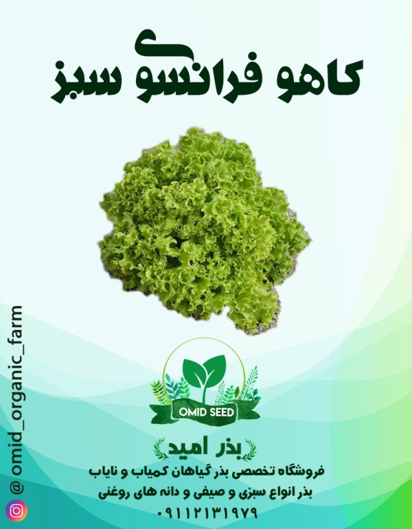 بذر کاهو فرانسه سبز R - تصویر 1