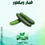 بذر خیار ویکتور ( آخرین تولید اصلی سمنیس )