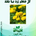 بذر گل جعفری زرد پا بلند