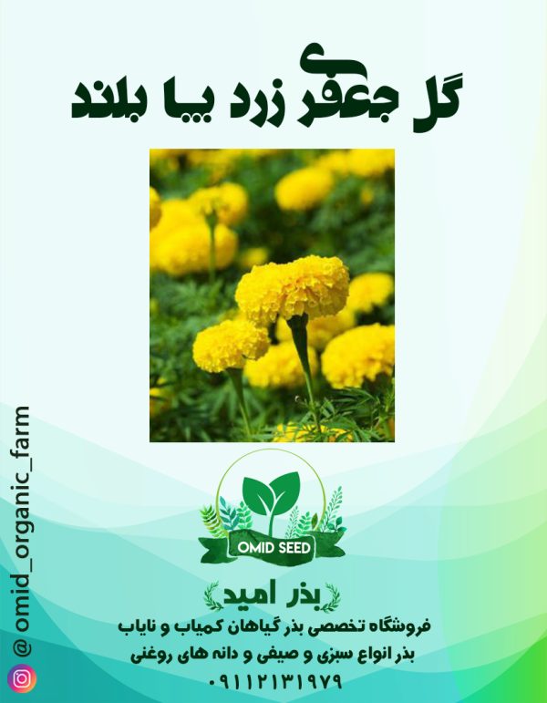 بذر گل جعفری زرد پا بلند - تصویر 1