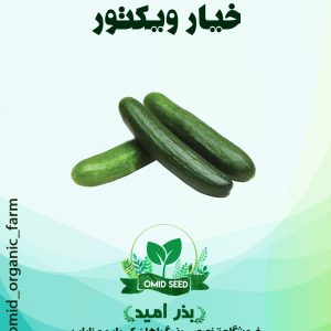 بذر خیار ویکتور ( آخرین تولید اصلی سمنیس )