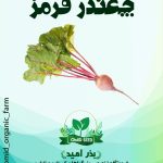بذر چغندر قرمز