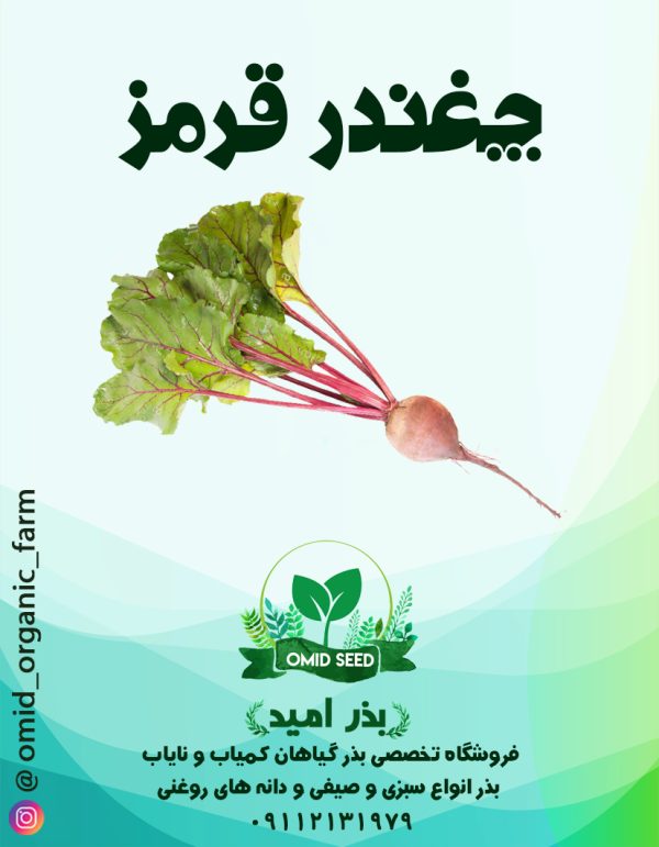 بذر چغندر قرمز - تصویر 1
